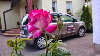 Mobile Language Academy